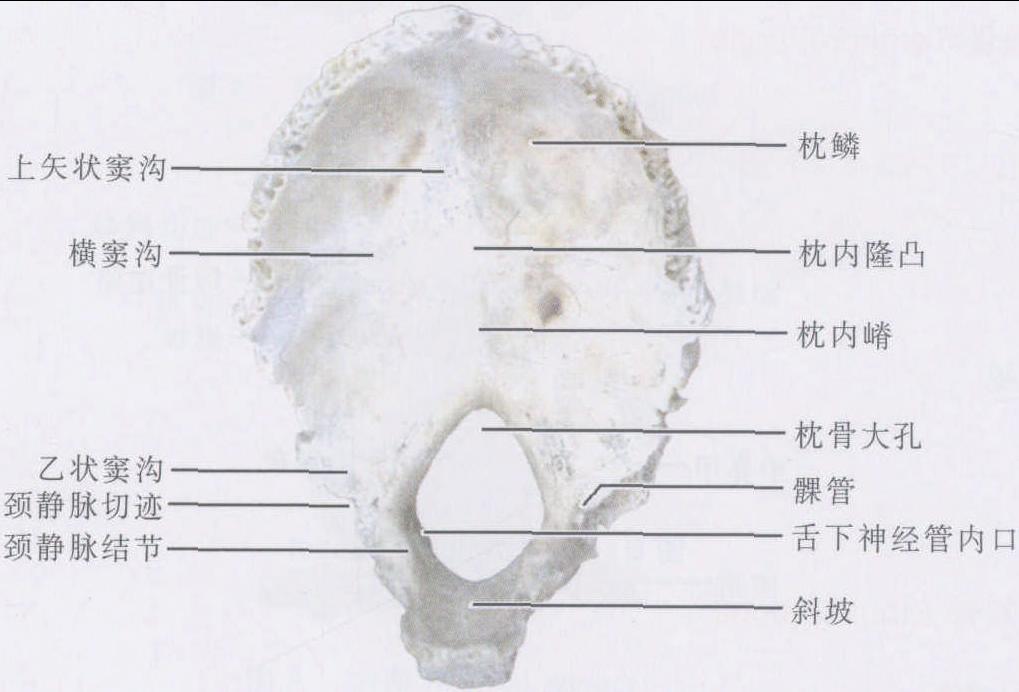 圖1-1-20 枕骨(內(nèi)面)